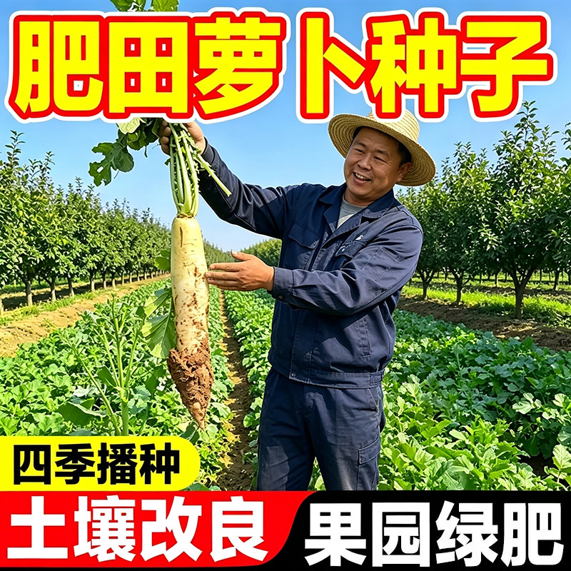 肥田萝卜种子果园绿肥改善土壤
