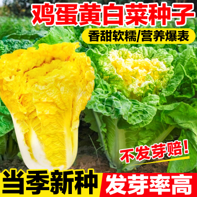 鸡蛋黄白菜种子发芽率高口感鲜嫩
