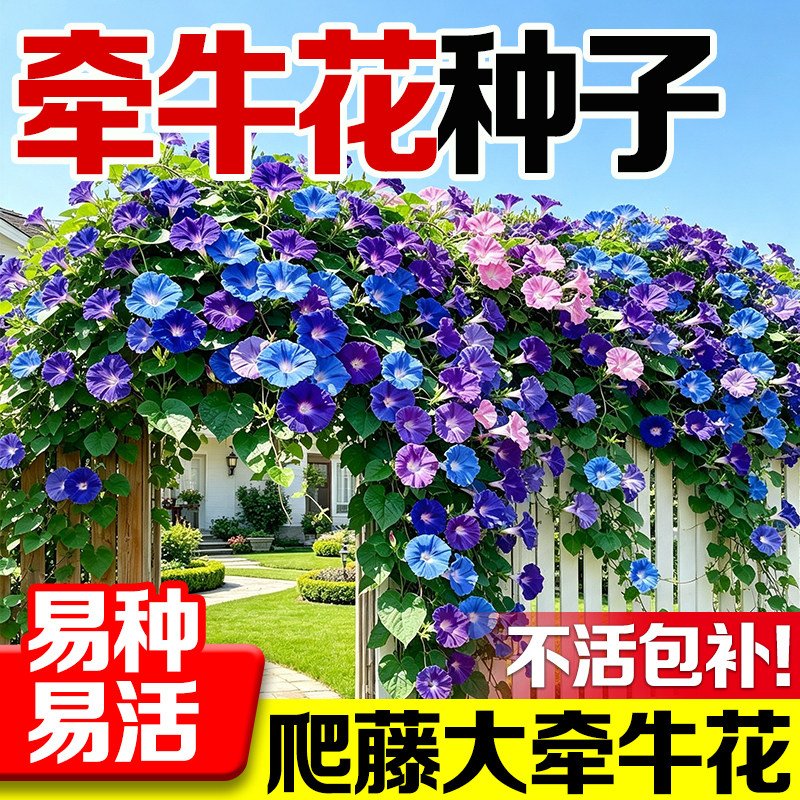 牵牛花种子大花爬藤四季播种易活图片