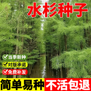 水杉树种子当年新采种梳子杉绿化树木园林庭院景观高直壮挺拔树木