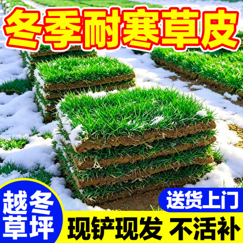 冬季耐寒草皮可越冬带泥鲜活现铲