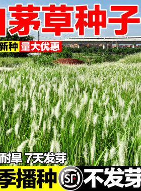 白茅草种子四季播种发芽率高