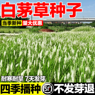 白茅草种子长镰草响铃草根种籽坟头山坡绿化针茅白毛草四季播易活