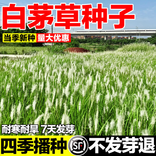 白茅草种子四季播种发芽率高