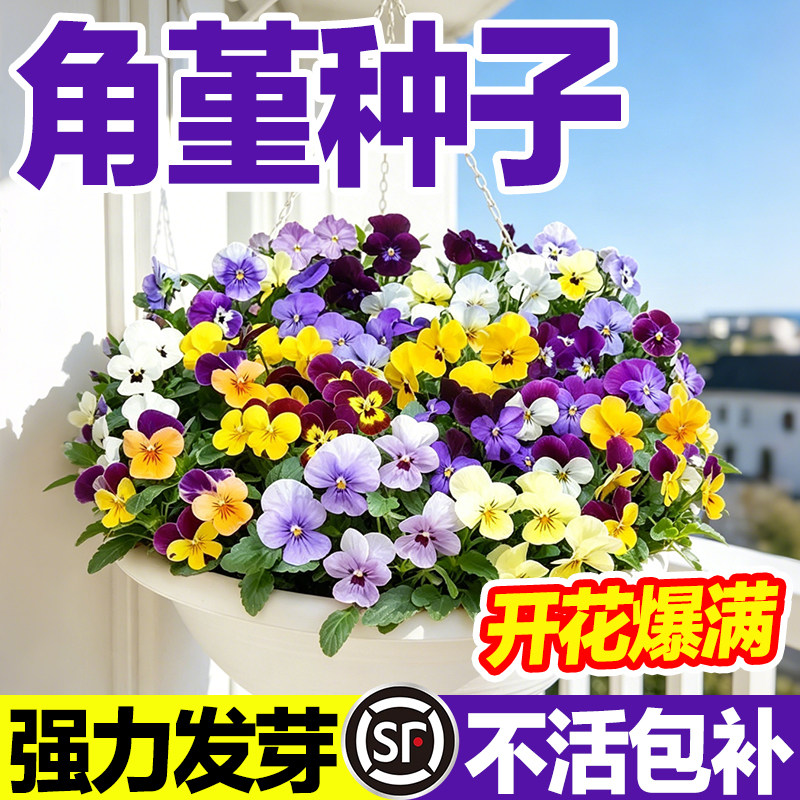 角堇种子发芽率高开花爆满