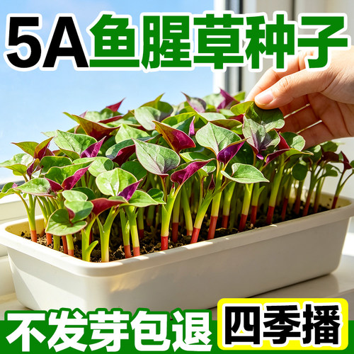 正宗鱼腥草种子四季播种高产易种