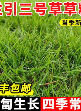 兰引三号草种子匍匐生长四季常青