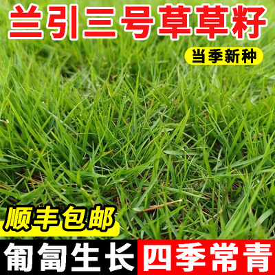 兰引三号草种子匍匐生长四季常青