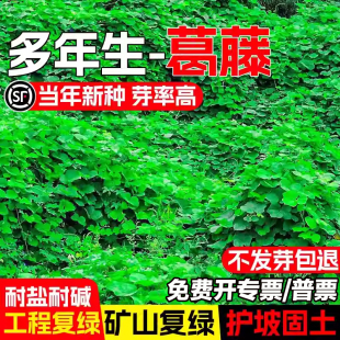 葛藤种子葛根爬山虎牵牛花油麻藤爬藤植物种籽山边坡矿区绿化护坡