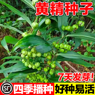 黄精种子老虎姜黄精种籽黄精籽滇黄精种子四季播种鸡头参种籽种籽
