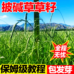 披碱草草籽老芒麦羊草冰草护坡固土抗风沙多年生耐盐耐碱碱茅种籽