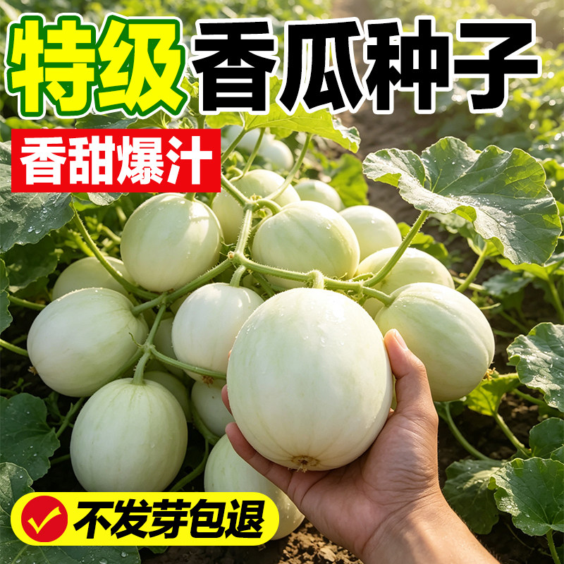 香瓜种子发芽率高香甜爆汁四季播图片