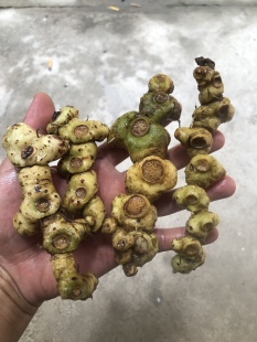 野生黄精多花倒苗姜型甜黄精生鲜野生黄精