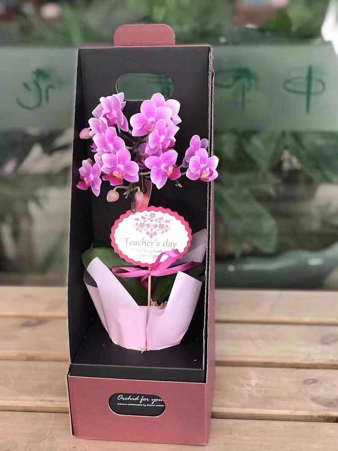 新年花盆栽 Sheena礼品鲜花蝴蝶兰礼盒办公室客厅盆景 兰花盆植