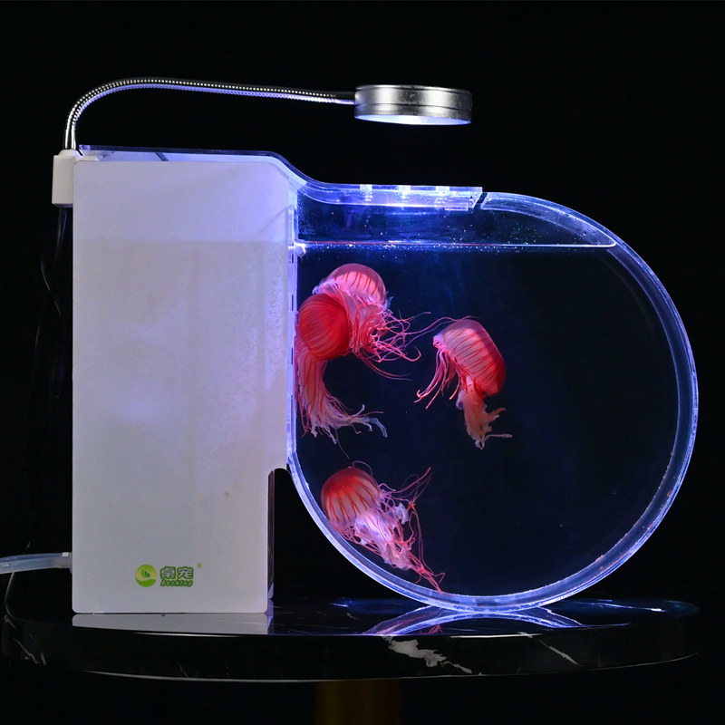 水母缸大型专业观赏缸家用海水养殖大西洋紫纹黑星海刺水母活宠物