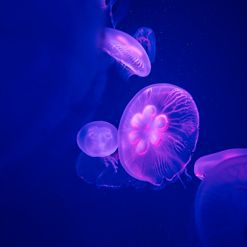 海月水母秋冬活体家养小宠物赤月观赏透明梦幻海水宠物小水母活物