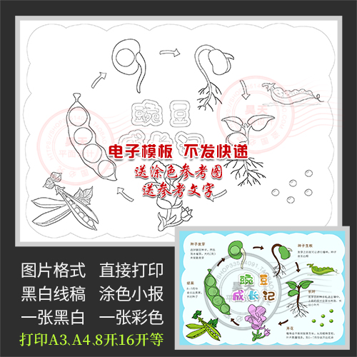 自然笔记豌豆植物成长记录观察日记黑白线描涂色小报手抄报WF948