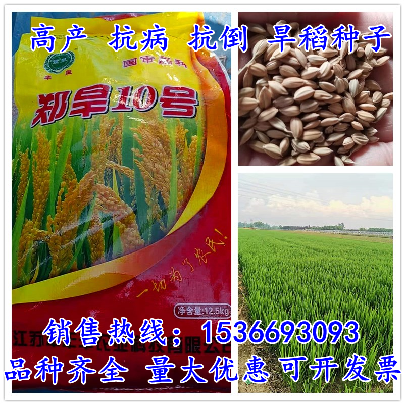 高产抗倒旱稻郑旱10号水稻香米南粳58杂交糯米常规粳稻种籽抗盐碱