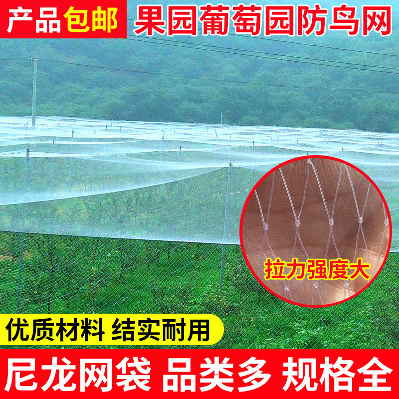 透明网 果园防鸟网 葡萄防鸟网农用防鸟网