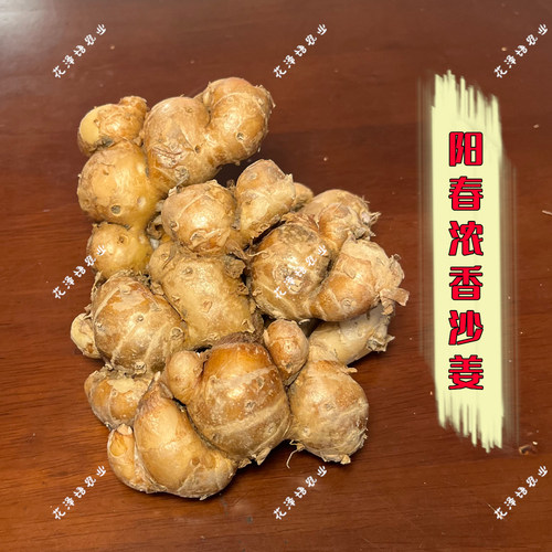 商用浓香型阳春双滘沙姜新鲜山奈广东农产品白切鸡椰子鸡万用蘸料