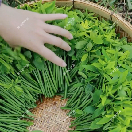 1斤包邮冰袋锁鲜树仔菜苗海南野菜天绿香守宫木益肝菜现摘蔬菜