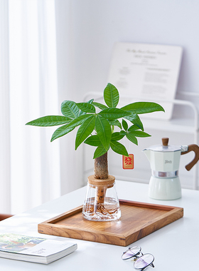 水培植物发财树办公室内招财绿植摆件桌面小盆栽净化空气好养耐阴