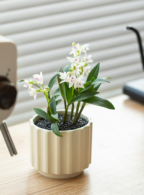 白花石斛兰盆栽办公室内桌面淡香花卉植物耐阴四季好养年宵花绿植