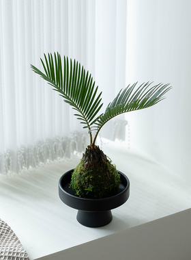 双叶铁树苔藓球植物室内办公室茶室桌面盆栽好养懒人水培绿植净化