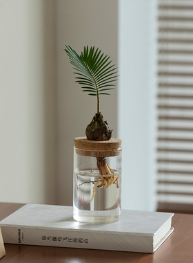 水培植物小盆栽办公室内桌面茶几绿植春羽吉利红净化空气水养花卉