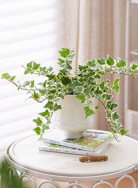 雪莹常春藤盆栽北欧ins风美学小众室内观叶造型植物办公室小摆件