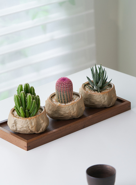 万重山盆栽红太阳网红多肉植物组合盆景室内办公桌面懒人好养花卉