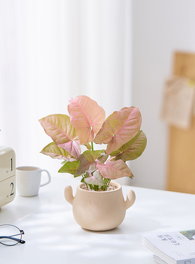 红粉佳人合果芋竹芋盆栽彩色花卉室内办公室桌面绿植四季观叶植物