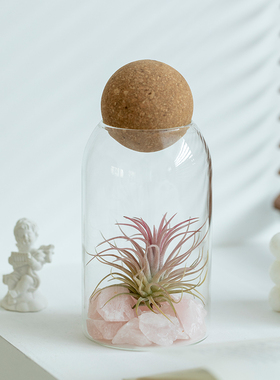 空气凤梨精灵植物室内懒人摆件玄关高级无土绿植花卉盆栽创意礼物