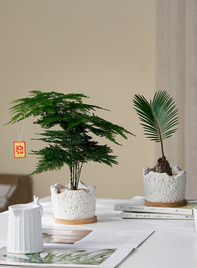 文竹盆栽室内桌面客厅四季常青办公室摆件净化空气好养花卉绿植物