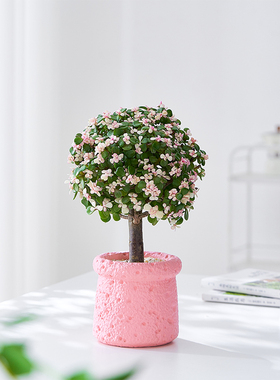 金枝玉叶棒棒糖老桩多肉植物花开富贵盆栽室内客厅办公室四季花卉