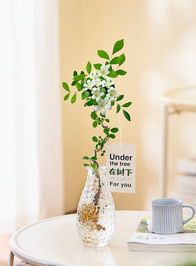 水培九里香植物桌面绿植室内客厅办公室小盆栽发财树四季常青植物