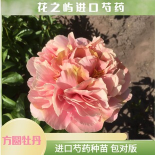 特里芬帕金 菏泽高端进口芍药鲜切花种苗庭院阳台种植秋季