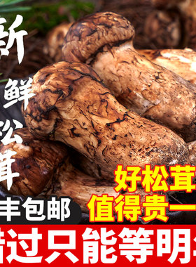 松茸新鲜未开伞纯野生香格里拉