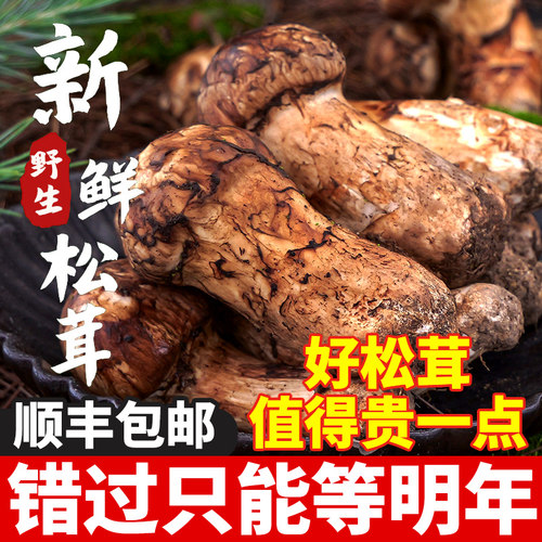 松茸新鲜未开伞纯野生香格里拉