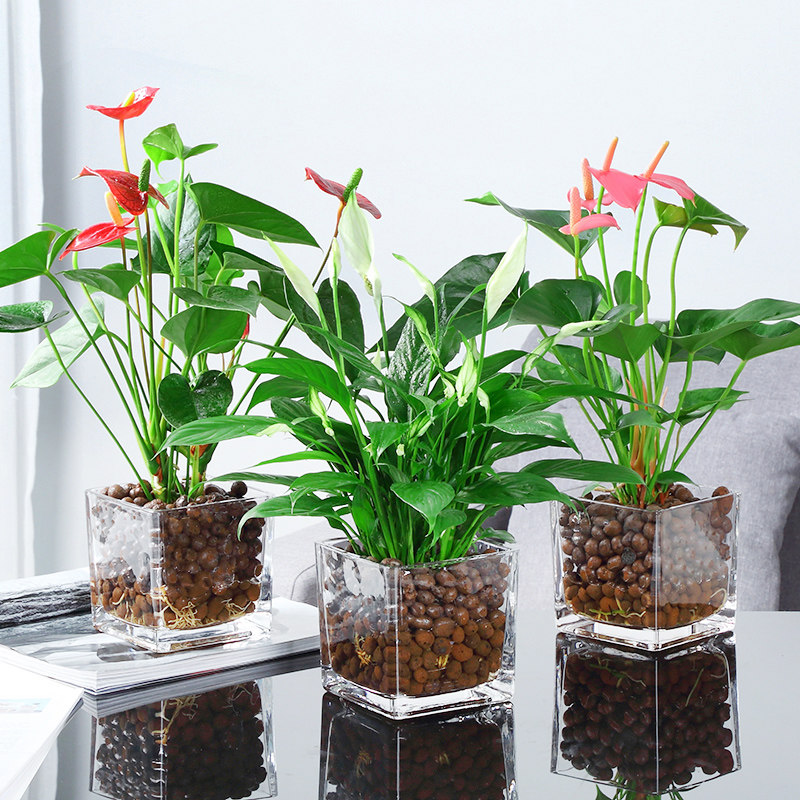 红掌水培植物盆栽室内一帆风顺白掌花卉植物粉掌玻璃好水养带花苞