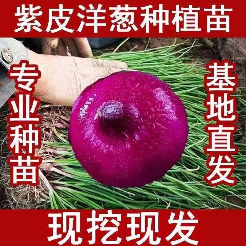 紫皮水果洋葱苗现挖现发包成活