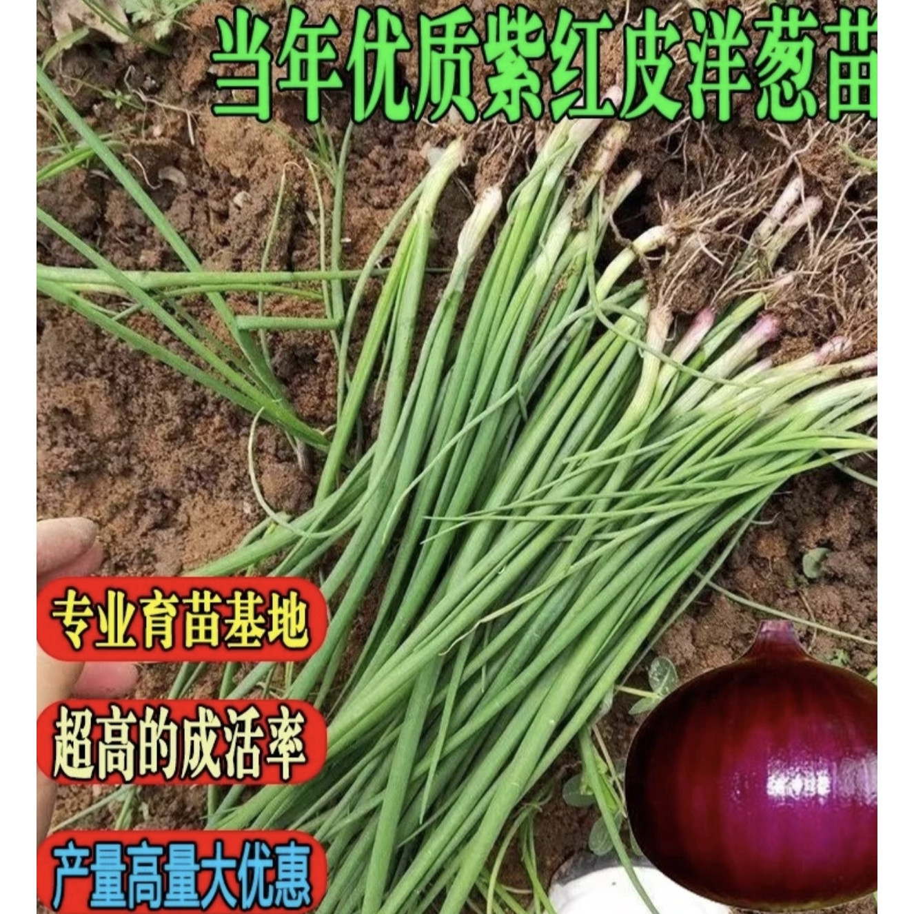 紫皮洋葱秧苗基地直发