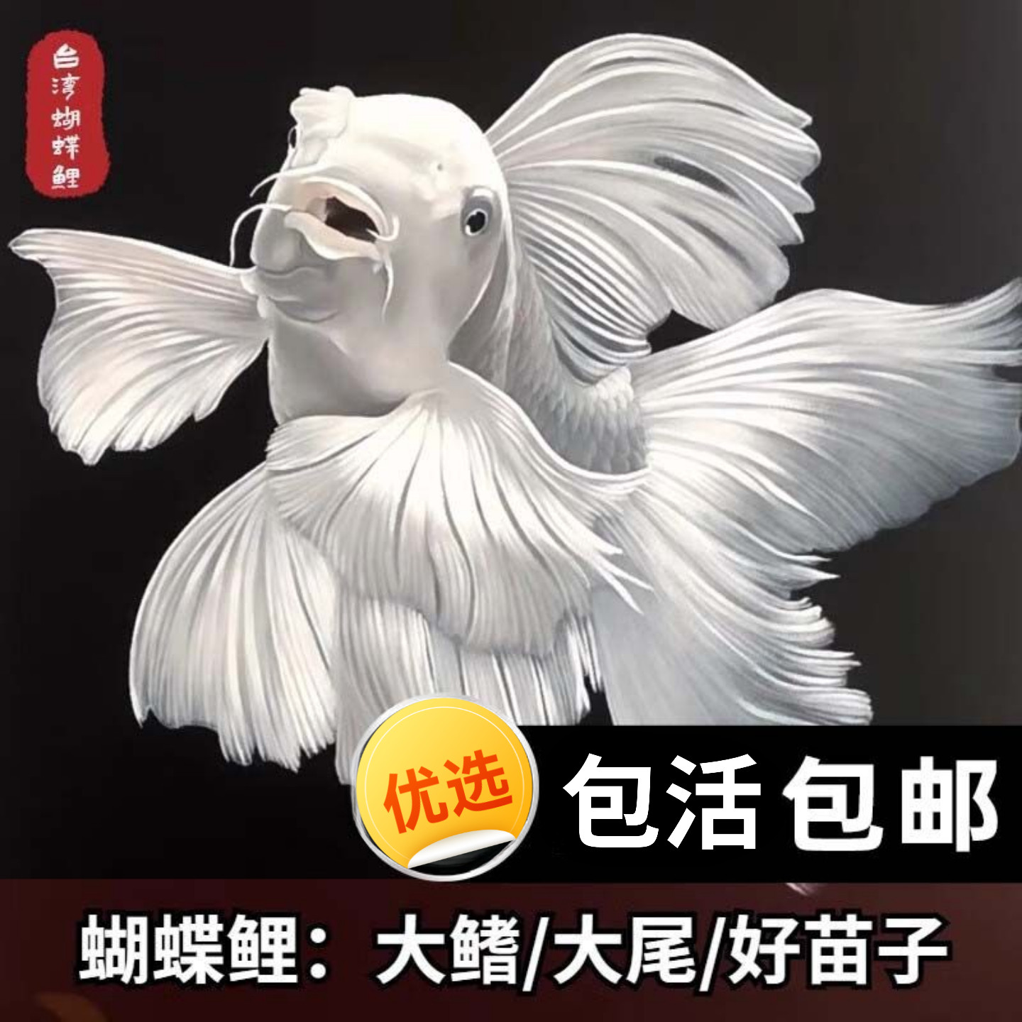 台湾狮子头蝴蝶鲤冷水好养纯种短身普身精品大尾长鳍淡水观赏包活