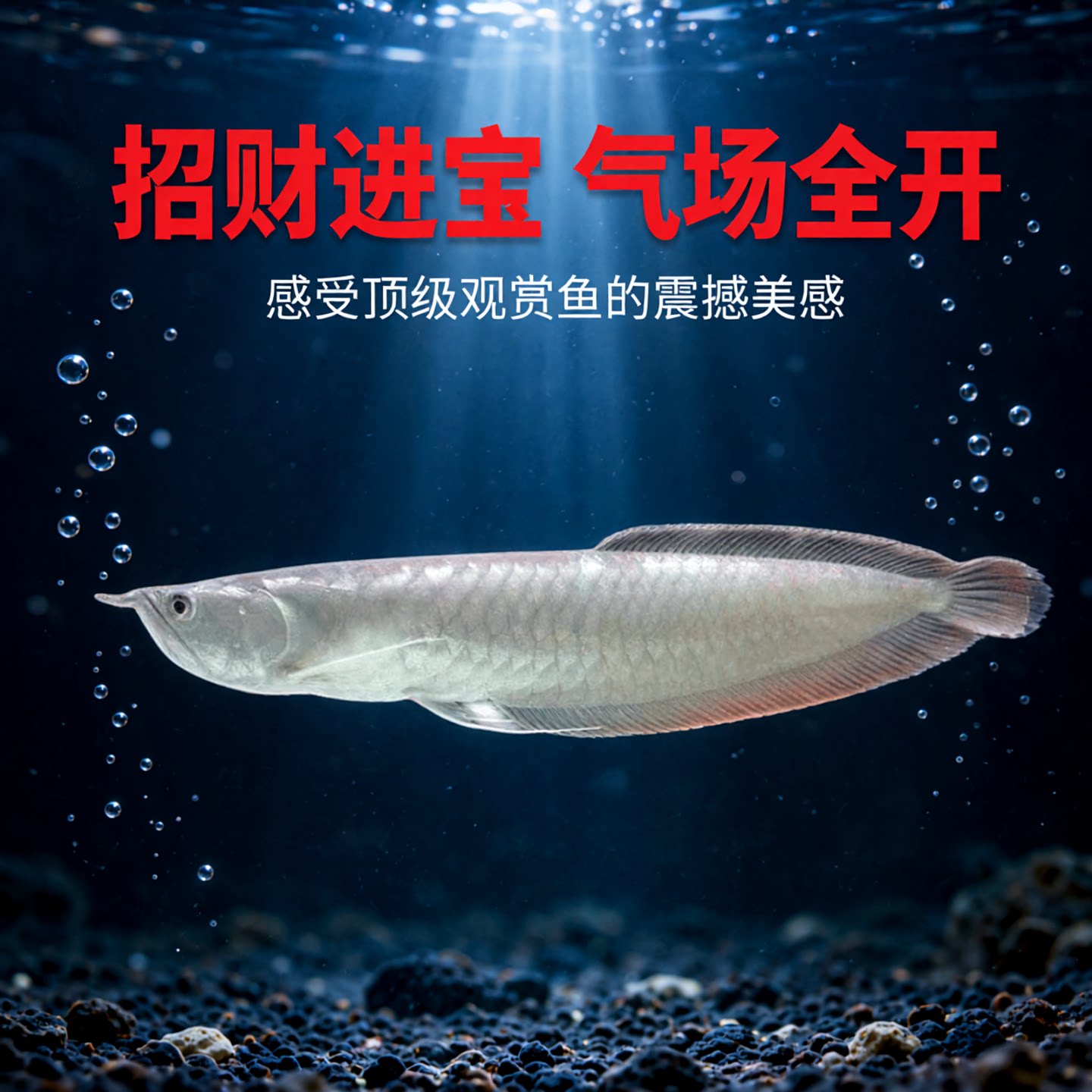 (不活包赔)热带观赏银龙鱼活鱼大型招财龙鱼混养练手银龙鱼淡水