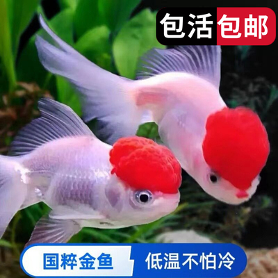 鸿运当头鱼观赏鱼鹤顶红狮子头金鱼活鱼丹顶冷水鱼淡水好养耐活鱼