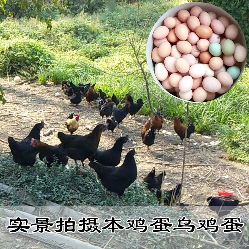 正宗农家土鸡蛋野外散养天然草鸡蛋特产新鲜柴鸡蛋笨鸡蛋60枚包邮