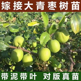 大青枣苗台湾大青枣苗树苗牛奶枣蜜丝枣嫁接苗甜脆枣子苗当年结果