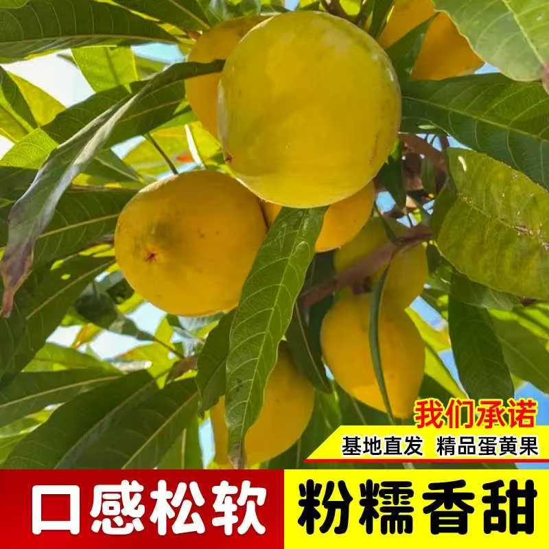 鸡蛋果嫁接苗耀堂仙桃苗罗斯果木瓜仙桃鸡蛋果苗四季开花盆栽结果图片