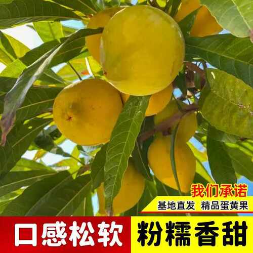 鸡蛋果嫁接苗耀堂仙桃苗罗斯果木瓜仙桃鸡蛋果苗四季开花盆栽结果