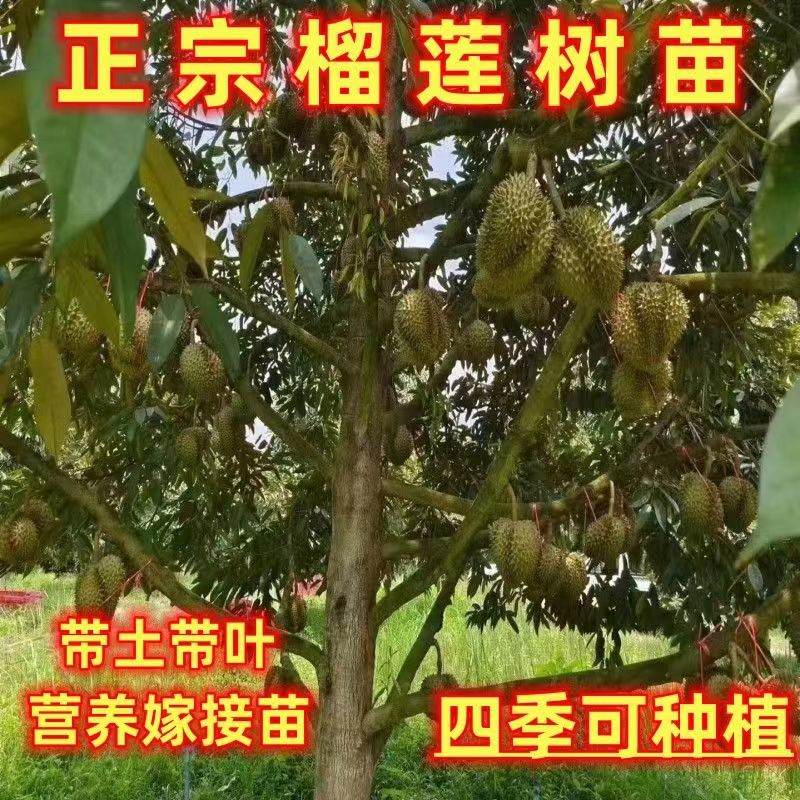 金枕榴莲树果苗南北方四季种植广西嫁接猫山王大果树盆栽当年结果